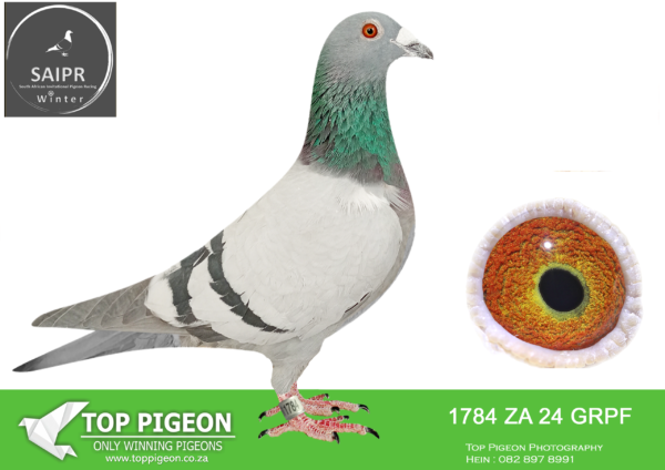 .LOT 7 SAIPR AUCTION 2 – Fred Brough-ZA GRPF 1784 2024*** –