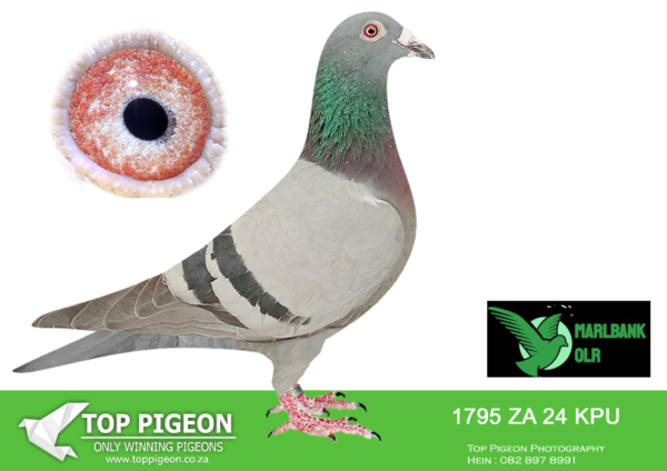 Z..LOT 115 MARLBANK  OLR – SAIPR T3-ZA-24-KPU-1795 –