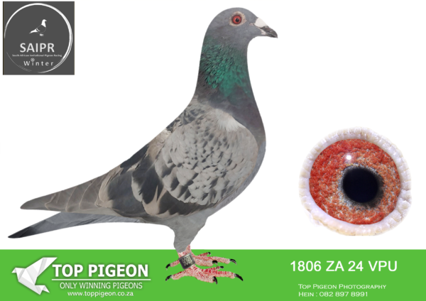 LOT 53 SAIPR AUCTION B -GERDEMANN & DE BEER-ZA 24 VPU 1806 –