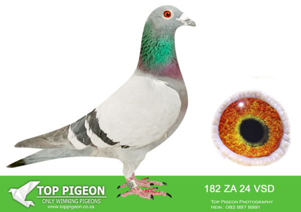 LOT 82 SAIPR AUCTION 2 – Leocron-za vsd 24 182*** –