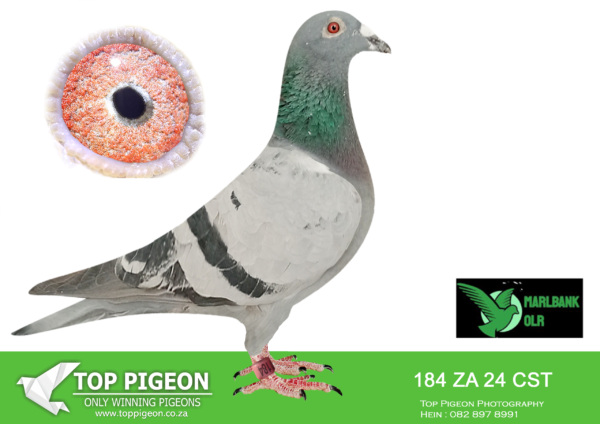 Z..LOT 132 MARLBANK  OLR – CHRIS STRYDOM-ZA-24-CST-184 –
