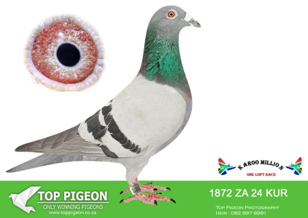 Z..LOT 126 KAROO MILLION OLR – BEN LADEN-1872 KUR 2024 -SIRE:4814 ZA KUR 22.Org.Oberholster Loft Bred for Stock from Proven Breeders.———-DAM:55600 GB-Z 19 BLIKSEM 600.Org.Pieter Oberhoister Inbred for Stock to the Vandenabeele Super Breeders BLIKSEM & RUDY Mother of G.I.Joe.SEE PEDIGREE!!!!