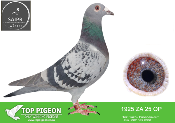 LOT 51 SAIPR AUCTION B -Gerber & Koutsoudis-ZA OP 1925 2025*** –