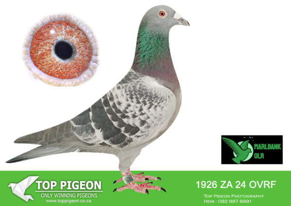 LOT 37 MARLBANK OLR – JACO BEKKER & BOSSIE GOOSEN-ZA-24-OVRF-1926 -11TH FINAL , 12TH ACE BIRD———SIRE:01882  211 19 DV.———-DAM:13737 ZA 20 OVRF. OSWALD/VAN LOON.SEE PEDIGREE!!!