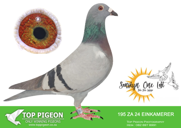 .LOT 3 SONSKYN OLR – LOFT EINKAMERER – ZA 24 EINKAMERER 195 -SIRE:62 ZA 23 EIN.Len Knoetze Winner Afrikapro 2023. same genetics as pedigree. good breeding throat, bred for stock.———–DAM:0227 ZA22. EINKAMERER. DIRECT DAUGHTER TO “BLACK LONER”.SEE PEDIGREE!!!
