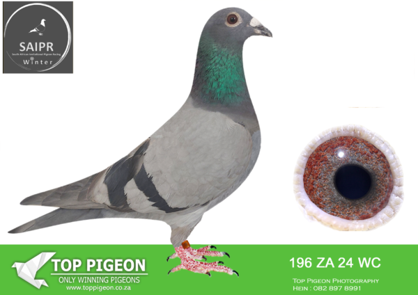 LOT 22 SAIPR AUCTION A – KLERKSDORP RACERS 2-ZA 24 WC 196 –