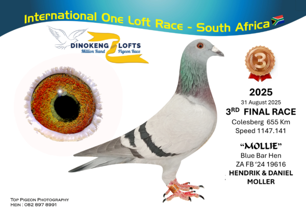 LOT 45 DINOKENG OLR – HENDRIK & DANIEL MOLLER-ZA FB 24- 19616 HEN ——6TH FINAL WINNING R70 000.00——-SIRE:ZA-DIAZ-24-114. H&D MOLLER. HEATFORGE.First baby bred placed 3rd in FINAL Dinokeng Loft 2025!!————DAM:ZA-OP-22-10246. TRIPLE J / GANUS.Raced at Allflight Carnival One Loft 2023: 38e – 331 km  9e – 610 km FINAL RACE!! Extreme heat wave!!SEE PEDIGREE!!!