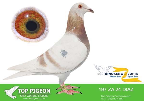 .LOT 6 DINOKENG OLR – DIAZ ONE LOFT-ZA DIAZ 24- 197 HEN-R2 – 15th R2,500 EQUAL WINNER , R6 – 14th R10,000————-SIRE:367 ECDIAS / 16 Super racer.EPPU winner. Full br to 3358, 3x Combine for du Preez/Deetlefs.———-DAM:1312 OPD / 19 EPPU winner Ixopo 600 km.SEE PEDIGREE!!!