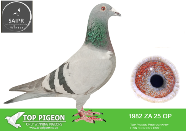 LOT 77 SAIPR AUCTION 2 – Team Mauritius-ZA OP 1982 2025 ·  -SIRE:ZAOP-1032-2023 BB STICK DYNAMITE PIGEONS.———–DAM:ZAOP-12427-2016 BB DEAN’s BLUE VANDENABEELE/FLOR ENGELS.SEE PEDIGREE!!!