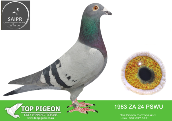 .LOT 9 SAIPR AUCTION A – Coenie Hattingh-ZA PSWU 1983 2024*** · ADRIAAN –