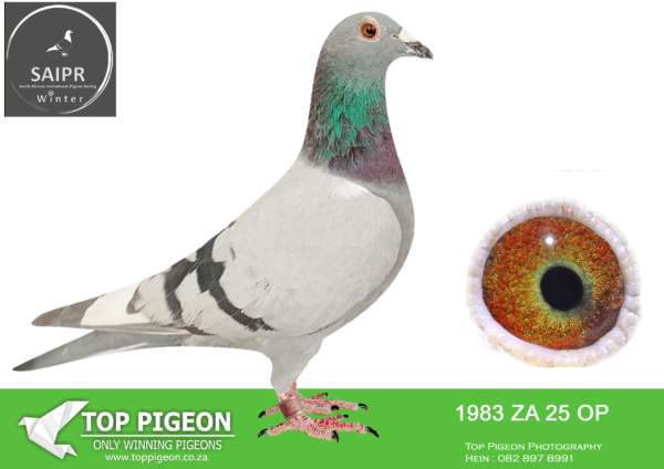 LOT 74 SAIPR AUCTION 2 – Gerber & Koutsoudis-ZA OP 1983 2025*** -SIRE:ZAOP-1032-2023 BB STICK DYNAMITE PIGEONS.———–DAM:ZAOP-12427-2016 BB DEAN’s BLUE  VANDENABEELE/FLOR ENGELS.SEE PEDIGREE!!!