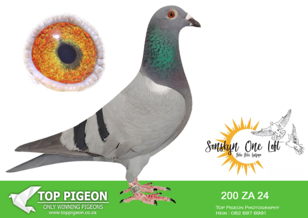 .LOT 1 SONSKYN OLR – LOFT EINKAMERER – ZA 24 EINK 200 – 3RD FINAL———-SIRE: 925 20 SRSPV. EINKAMERER. THIS IS A DIRECT CHILD OF BLACKBIRD AND BALONNEKE.——–DAM:0717 SRSPV 17 D. EINKAMERER. THIS IS A DIRECT DAUGHTER TO “PIZZARO” AND “ROSIE”.SEE PEDIGREE!!