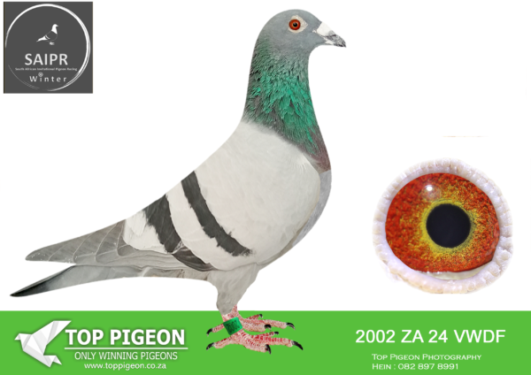LOT 98 SAIPR AUCTION 2 – Trinity Lofts-ZA VWDF 2002 2024*** -SIRE:5004 ZA 22 PPS .Strain: PAINTER NG/CARELLY Color: Blue Check TOP RACER AT BENJAMIN AND SONS – 2nd Fed Laingsburg CFPU – 4th CFPU Sale Race 2023 – 5th Fed Colesberg CFPU – 6th Fed Laingsburg CFPU Currently Sire to BC C 1700, 4th Ace CFPU 2025.———-DAM: 5002 ZA 22 PPS .Strain: 810 TOM LOCK Color: Blue Bar TOP RACER AND AN EVEN BETTER BREEDER 1st Laingsburg Fed CFPU 6th Laingsburg Fed CFPU + Many other positions scored Currently Dam to BC C 1700, 4th Ace CFPU 2025.SEE PEDIGREE!!!