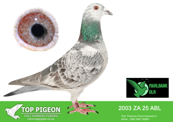 .LOT 1 MARLBANK OLR – ALWYN BESTER T2-ZA-25-ABL-2003 –