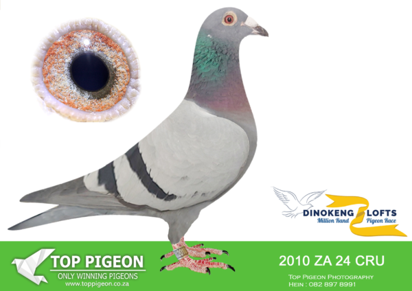 .LOT 3 DINOKENG OLR – BOTHA LOFTS-ZA CRU 24- 2010 HEN -R6 – 15th R7,500/ACE 7th R20,000————SIRE:18642 ZATRPF 16. Superior L/dist. racer and breeder. Bred 2x SANPO Silver L/dist. Bred union winner 2314/20. 17′, 1st L/Dist bird Union, 2nd Comb.; 4 Richmond, 14 Cradock;16 Cradock; 22 Leeu-Gamka; 29 Colesberg. Bred 2314/20 2x SANPO silver L/dist. Full Brother to ZA 08226/15 “17: 1’2YO; 3’Overall; 3’Open, 4’S/Dist. 2nd Gauteng 7982b and 5x Top 30 PWDC..——–DAM: 09520 ZA 14. SCROYENS/GABY. Superior racer and breeder. Bred 2x SANPO Silver L/dist. Bred Union Winner 2314/20. Bred 4x1st, 1x2nd, 6x3rd place winners 2021 with “18642′. 7x top 22 Comb. PWDC: 6(2)Winburg; 9(8) Springfontein; 10(7)Dewetsdorp; 11(7) Dewetsdorp, 13(11) Bloemfontein; 20(16) Smithfield; 30(22) Richmond.SEE PEDIGREE!!
