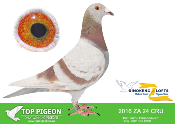 LOT 18 DINOKENG OLR – BOTHA LOFTS-ZA CRU 24- 2016 HEN – R1-14th R2,500 EQUAL WINNER ——SAME BRED SOLD FOR R33 000.00 ON TOPPIGEON—-SIRE:1782 ZACRU 21. DU PREEZ & DEETLEFS.(SIRE AND DAM SOLD FOR R580 000.00) THIS COCK IS A FULL BROTHER TO TURBO KITTEL OF BARNIE AND JOHN.TURBO KITTEL WAS THE BEST PIGEON IN SA WINNING 8 SANPO GOLD MEDALS. ——–DAM:1502 ZA CRU 21.BRED FOR STOCK. THIS IS BRED OUT OF “HOPE” . “HOPE HAS WON THE BAKKIE RACE DINOKENG 2020.SEE PEDIGREE!!