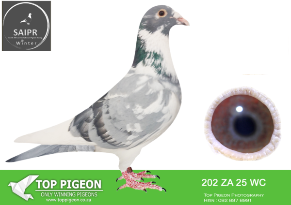 LOT 44 SAIPR AUCTION B -KLERKSDORP RACERS 2-ZA 25 WC 202 –