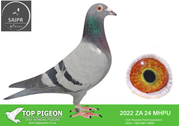 .LOT 4 SAIPR AUCTION A – Frik Stander- za mhpu 24 2022 · CHALLENGE -SIRE:Ring: ABL 20. 241 Strain. Inbred x810 Color B/B.———————DAM:Ring: ABL 21 414 Strain: Kittel x 810 Color B/B.SEE PEDIGREE!!!