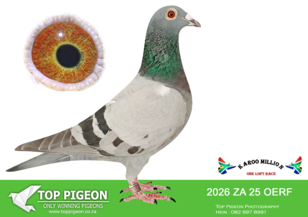 Z..LOT 127 KAROO MILLION OLR – PIETERSEN FAMILY LOFTS-2026 OERF 2025 -SIRE:ZA 20 CDP 207.Alias “Griffin” Strain: HuyserXLambrecht/Cattryse Color: Blue Bar Super racer for Dewald du Plooy Scoring multiple times. WINNER aswell. 6th Beauford West 284km, 9th Leeu Gamka 350km 8th Mantjiesfontein 487km, 2nd Tierpoort 304km 1st Kroonstad 524km, 2nd Pienaarsrivier 820km, 4th Grasmere 681 km, 4th Theunisen 429km.———–DAM:ZA 23 NOK/BOPK 1014.Alias “Smit’s Hen” Strain: Grondelaer X Timo Wagner/ Color: Blue Bar.SEE PEDIGREE!!!