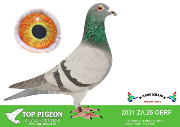 LOT 20 KAROO MILLION OLR – PIETERSEN FAMILY LOFTS-2031 OERF 2025 -BARZALONA BAKKIE WINNER.————-SIRE:ZA-2021-VPU-769 “SKYWALKER” Egbert O’Kelly Checkered.Bred by Egbert O’Kelly. Father to ZA 25 OERF 2031 1e Bakkie Race Karoo Million 855km 2025. 14e Ace Bird Overall Karoo Million 2025.————-DAM:ZA-2023-CDP-022 “NEW LADY II” Dewald Du Plooy.Mother to ZA 25 OERF 2031 1e Bakkie Race Karoo Million 2025. (855km vel 1663.64mpm) 14e Ace Bird Karoo Million 2025. “New Lady II” is half sister to: “Karoo Survivor” and “Wardog” 1e Final Karoo Million 820km 2023. le Hotspot 5 Karoo Million 670km 2023.SEE PEDIGREE!!!!