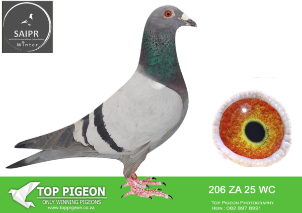 LOT 28 SAIPR AUCTION B -Klerksdorp Racers 2-ZA WC 206 2025*** –