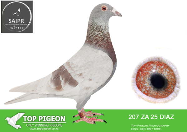 LOT 50 SAIPR AUCTION B -WEBSTER LOFTS-ZA 25 DIAZ 207 -SIRE:BBP Cock 17452-24-OP “DANCE n’ DASH BOSS” WEBSTER Entered into Diaz1 OLR 2024 as a very late bred with a loft intake of 1698 pigeons for the season. 5 th in ACE of ACES comp. 5 th Race 1, 205km 22nd Race 7, 352km 2 nd Race 9, 205km Full brother to: “Sexy Boss” 3 x winner and dam to: 12th AfrikaPro final 23’ and “Blue Moon” 1 st ACE, 1 st Final Dinokeng OLR 24’ “Mystical Lady” Entered Dinokeng OLR 2022 9 th ACE Pigeon 37th Final Race 624km 12th Bloemfontein 2, 448km “Pretty Boss” Purchased by Pres. Cyril Ramaphosa, Phala Phala Lofts Entered Diaz1 OLR 2021 1 st Knockout Winner 1 st Expensive money ring 2 nd ACE 3 rd Team Competition 5 th Long distance competition 6 th Final race (7 pigeons on the drop).—————DAM:Mealie Hen 568-22-J&B “LITTLE GEM” DU PREEZ & DEETLEFS Scored 2 x Crusaders Club 2023 Scored 4 x Crusaders Club 2024. HER SIRE IS Full brother to “Arrrow”, Lex Websters cock who is sire to sensational racer “Blue Moon” 1 st ACE, 1 st Final Dinokeng OLR 24’ WHICH WERE SOLD FOR R400 000.00 ON TOPPIGEON.SEE PEDIGREE!!!