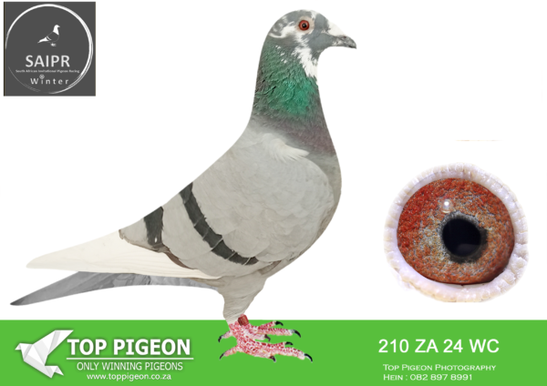 LOT 69 SAIPR AUCTION 2 – Leocron-ZA WC 210 2025 ·  -SIRE:5752 ZA 24 WPU. GANUS/ORNAT. SIRE IS GRANDSON TO ORNAT , SORAIA , SAID IN SPUN SILVER , UNTAMED DESERT.———–DAMZA 19 TRPFD 9132. KITCHENBRAND LOFTS. FULL SISTER TO DAM ARE A 3 X FEDERATION WINNER.SEE PEDIGREE!!!: