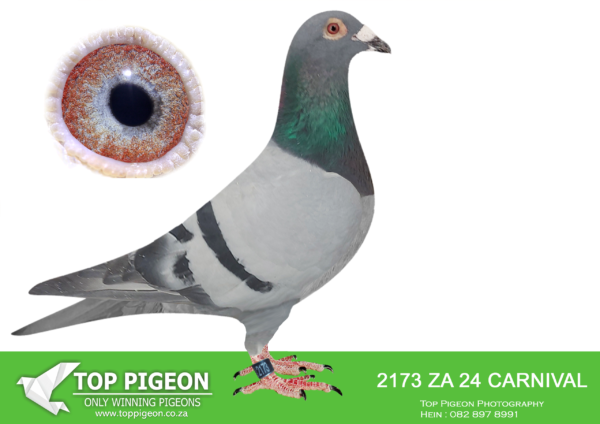 LOT 18 HARRY WILLSON – ZA 24 CARNIVAL LOFTS 2173 -–SIRE : ZA OERF 05683-16 Alias “3rd CARNIVAL WINTER FINAL” Strain: SUPER BREEDER “810” X 1ST Color: Bb ZA OERF 05683/16 – 3rd Final Carnival City Winter Race 2017 ,8th Ace Pigeon.A product oftbree different ACE PIGEONS! His sire is ZA GPU 11077/14 -BUFFALO 5-1st Ace Pigeon Speed – 2nd Ace Pigeon Points Winners Flight Lofts 2015 His dam is ZA GPU 11482115 -5th Ace Pigeon Carnival Winter race 2016. ACE PIGEONS BREEDS ACE PIGEONS… . ——–DAM:ZA 22 VPU 8685. “NIECE 1ST DINOKENG”. HALF SISTER TO “KALAHARI SAND” 1ST DINOKENG FINAL SOLD FOR R63 000.00 ON TOPPIGEON.SEE PEDIGREE!!!