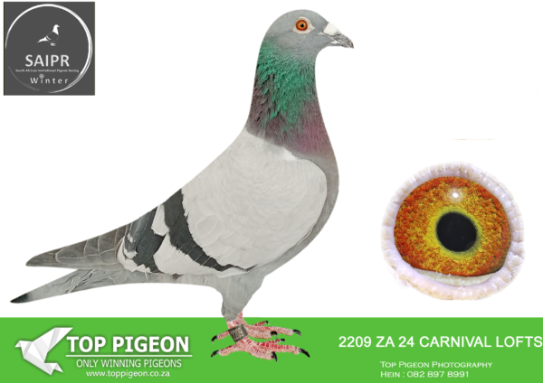 LOT 91 SAIPR AUCTION 2 – Cannistaro 1-ZA CARNIVAL 2209 2024 ·  -SIRE:ZA 16 CYRILS 2794 Alias “DOUBLE CHEECKY 810” Strain: 810-1ST KLAPMUTS & BLOEM ZA CYRILS 2794/16 SUPERBREEDER Sire to ZA DVNH 143/18-24th Ace Pigeon Middle Distance OVRF 2020- Already dam to 2x Winner. 1st Club, 1st Fed, Graaf- Reinette, O/B, 609km, vel 1161 4th Club,4th Fed, Beaufort West Opens, 1662 vel Bred by Danie Van Niekerk.————DAM:ZA 22 VPU 8625 Alias “BEST OF CARELLY 8625″ Strain: Carelly.ZA VPU 8625/22- Her sire is the famous” 0003 MACHINE-3 x Winner, Middle and Overall Distance Ace GPU. – Superbreeder. Her dam is ” ONE OF BEST CARELLY BREEDING DAUGHTERS” – ZA GPU 16803/12-Granddam to ZA VPU 9791/22- SAPIR ENTRANT 2023 IST FINAL RACE WINNER By 11 1/2 minutes, Colerg 75km, vel 1166!!, 5th Grand Averages Ath Hot Spot Ace (R750) 000 WINNER) Alo granddam to ZA SLIM 6791/22-4th.SEE PEDIGREE!!!