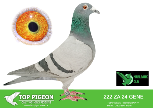 LOT 57 MARLBANK OLR – JJJ VD LINDE & BANIE T2-ZA-24-GENE-222 –