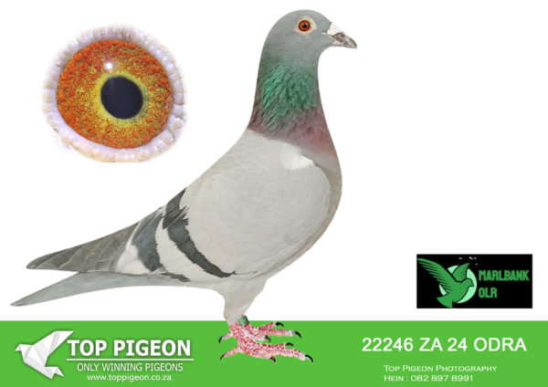 LOT 77 MARLBANK OLR – EAST OF EDEN-ZA-24-ODRA-22246 –