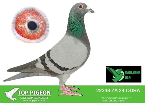 LOT 38 MARLBANK OLR – EAST OF EDEN-ZA-24-ODRA-22248 –