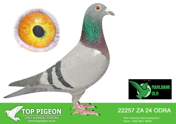 LOT 94 MARLBANK  OLR – EAST OF EDEN-ZA-24-ODRA-22257 –