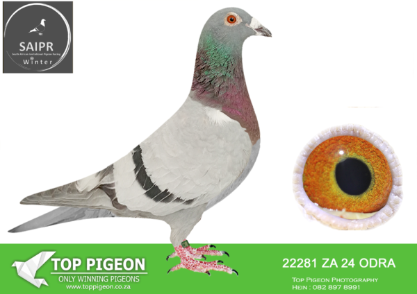 LOT 85 SAIPR AUCTION 2 – East of Eden-za odra 24 22281*** –