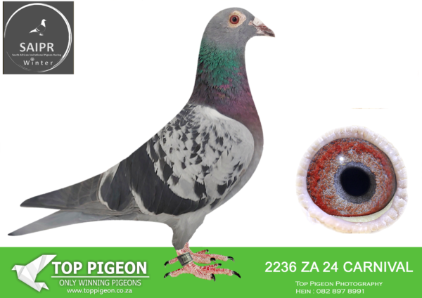 LOT 16 SAIPR AUCTION A – Cannistaro 2-ZA CARNIVAL 2236 2024*** -SIRE:ZA 23 NOVP 3264 Alias “4 X BEST KITTEL 3264” Strain: PIPA- BEST KITTEL Color: Blue Chequer.Sire to ZA CARNIVAL LOFTS 2236/24-61st Hot Spot 1, SAIPR, Bultfontein, 286km, vel 1189 62nd Hot Spot 3, Edenburg 437km, vel 1261- Raced by Cannistro 99th Hot Spot 4 Springfontein, 502km, vel 1623 SAIPR Winter Race 2025 A Superb cock! His sire ZA NOVPF 0171/22 – “CHABAL”-Sire to 3rd Final Carnival 2024 Bred by Spartan Lofts. His nestmate brother bred 1st SAIPR Hot Spot 2 Winner 2024.——-DAM:ZA 22 VPU 9575 Alias “LEGENDS IN ONE Strain SUPERBREEDER 810 Color: Bb Dam to ZA CARNIVAL LOFTS 2236/24- 61st Hot Spot 1, SAIPR, Bultfontein, 286km,SEE PEDIGREE!!!