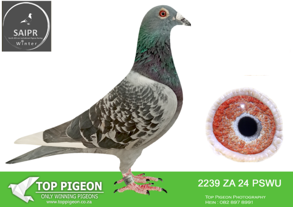 z..LOT 118 SAIPR AUCTION 2 -Jan & Liam-za pswu 24 2239*** -SIRE:297/17.CARELLY/TOM LOCK/SIERENS.———-DAM:210/18. TOM LOCK/VERBRUGGEN.SEE PEDIGREE!!!