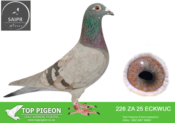 LOT 57 SAIPR AUCTION 2 – Ruben van HEERDEN-ZA ECKWUC 226 2025*** –
