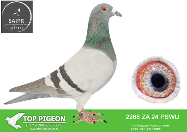 LOT 73 SAIPR AUCTION 2 – Danie Erasmus-za pswu 24 2268*** –