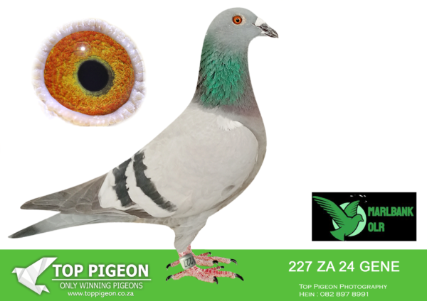 LOT 80 MARLBANK OLR – JJJ VD LINDE & BANIE T1-ZA-24-GENE-227 –