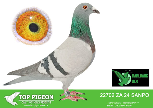 LOT 14 MARLBANK OLR – FRANCOIS STEINMANN T4-ZA-24-SANPO-22702 –