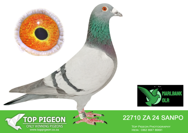 LOT 91 MARLBANK  OLR – FRANCOIS STEINMANN T5-ZA-24-SANPO-22710 –