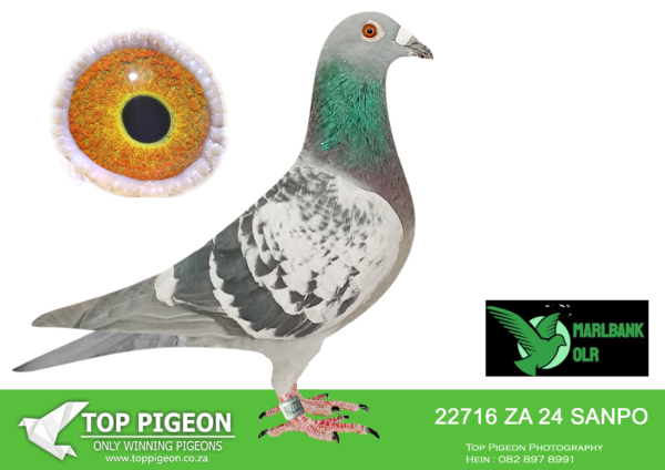 Z..LOT 101 MARLBANK  OLR – FRANCOIS STEINMANN T5-ZA-24-SANPO-22716 –