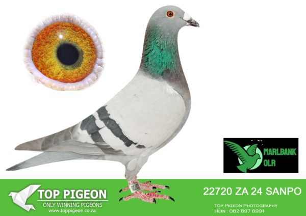Z..LOT 128 MARLBANK  OLR – FRANCOIS STEINMANN T5-ZA-24-SANPO-22720 –