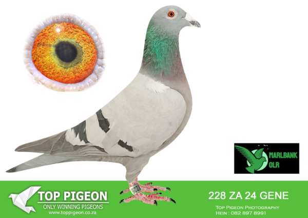 Z..LOT 137 MARLBANK  OLR – JJJ VD LINDE & BANIE T1-ZA-24-GENE-228 –