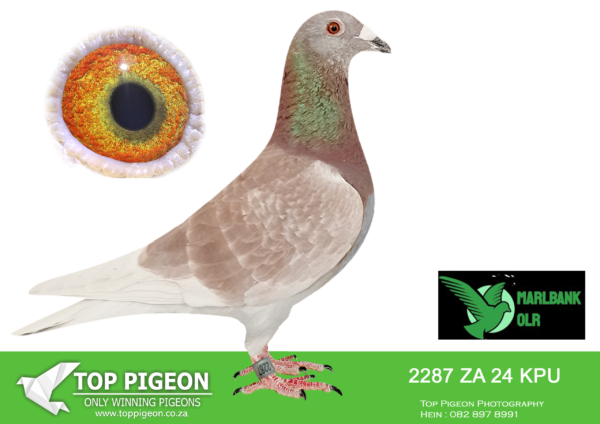Z..LOT 140 MARLBANK  OLR – DIE PAINTERS T1-ZA-24-KPU-2287 –