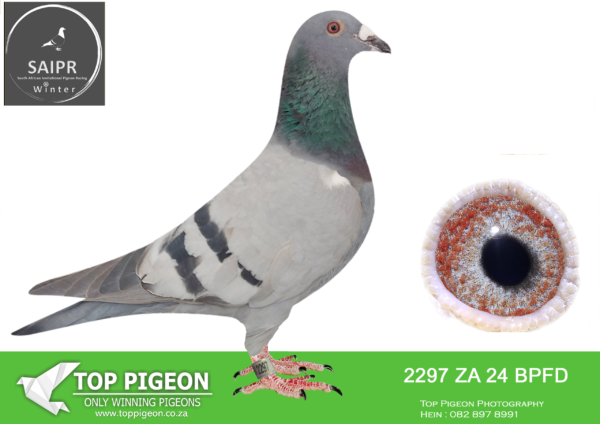 LOT 48 SAIPR AUCTION B -Nico & Justin-ZA BPFD 2297 2024 · CHALLENGE –