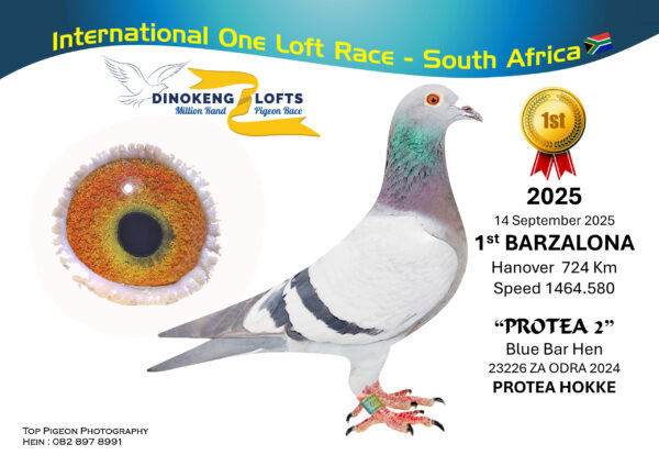 .LOT 5 DINOKENG OLR – PROTEA HOKKE-ZA ODRA 24- 23226 HEN -BARZALONA WINNER WINNING R50 000.00 , PROTEA 2 – R2 – 9th R2,500 EQUAL WINNER /ACE 8th R20,000———–SIRE:ZA-2020-PSWU-146 Jan Breedt Blue Father to: • 1e Big Money Dinokeng 2025. • 8e Ace Overall Dinokeng 2025. • 9e Hotspot 2 Dinokeng 2025. • 44e Hotspot 1 Dinokeng 2025. ===========DAM:ZA-2023-PSWU-360 Jan Breedt Janssen Blue Mother to: • 1e Big Money Dinokeng 2025. • 8e Ace Overall Dinokeng 2025. • 9e Hotspot 2 Dinokeng 2025. • 44e Hotspot 1 Dinokeng 2025.SEE PEDIGREE!!!