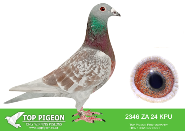 LOT 79 SAIPR AUCTION 2 – Die Painters & Ullrich-ZA KPU 2346 2024*** –