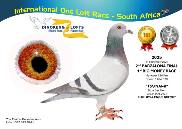 LOT 10 DINOKENG OLR – PHILLIPS & ENGELBRECHT-ZA DIAS 24- 236 HEN-2ND BARZALONA WINNING R40 000 , BIG MONEY RACE WINNER WINNING R50 000 , R1 – 7th R2,500 EQUAL WINNER /R4 – 15th R5,000 EQUAL WINNER /R6 – 12th R15 000.00——-NESTMATE OF:—- 2. Ace Bird Diaz Babies OLR 2024 ,  4. Ace Bird Dinokeng OLR 2025 ,  3. Final Diaz Babies OLR 2024 , 8. Final Sapir OLR 2025—–SIRE: 1576 ZA 21 CRU.Alias “4th Ace” Strain: Du Preez&Deetlefs Color: BB 4th Ace Bird Carnival OLR 2022 WInter 4th Race 3 460km 1315mpm 4th Race 5 505km 1346mpm 28th Main Race 630km 1047mpm.————DAM:ZA 22 GRPF 596 . PIGEON PALACE. SIRE AND DAM IS BRED BY FERDIE LUBBE (MOUNTAIN LOFTS). THIS HEN IS A FULL SISTER TO MOUN 806/18 1ST PTA UNION AND 1ST GAUTENG COMBINE. HER SIRE HAS BRED 4 WINNERS FOR PIGEON PALACE. HER GRANDSIRE ALLREADY BRED 10 WINNERS.SEE PEDIGREE!!!!