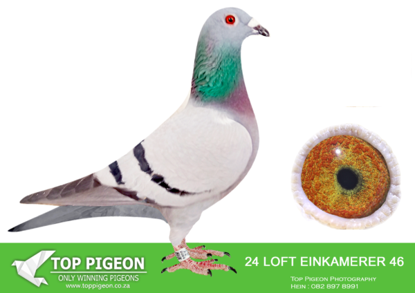 Z..LOT 122 KAROO MILLION OLR – LOFT EINKAMERER-46 EIN 2024 -SIRE: 792 ZA 20 SRSP . EINKAMERER. DIRECT GRAND TO SUPERBREEDER “APPLE 2”.——— DAM:4937 Clausing/Houben/Jan Hooymans/”Super Boy”Genetics.SEE PEDIGREE!!!